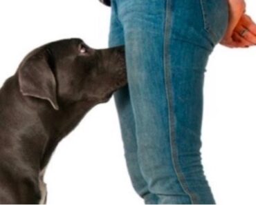 Varför luktar hundar oss mellan benen? Detta hade jag aldrig kunnat gissa!