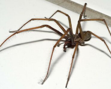 Enorma spindlar invaderar svenska hem – ”10 cm långa”