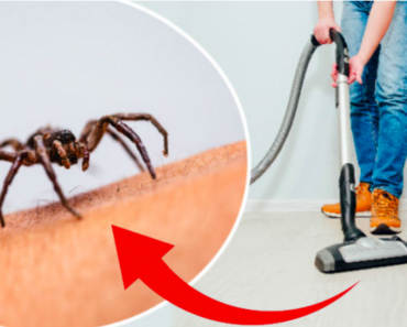 Så här länge överlever en spindel i din dammsugare